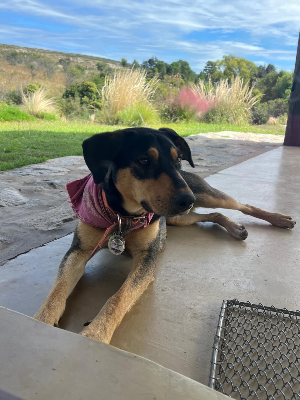 Lumi, nuestra perra, descansando en la galería de casa